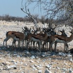 Etosha2_01