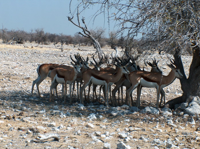 Etosha2_01