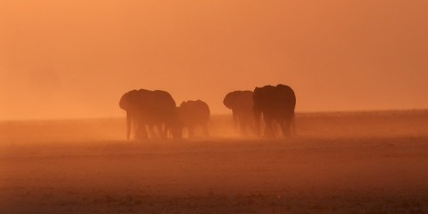 Etosha National Park