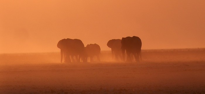 Etosha National Park