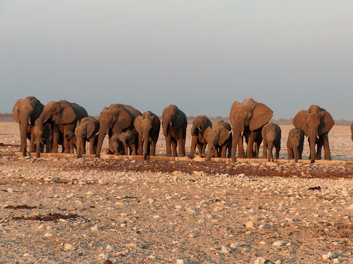 Etosha2_07