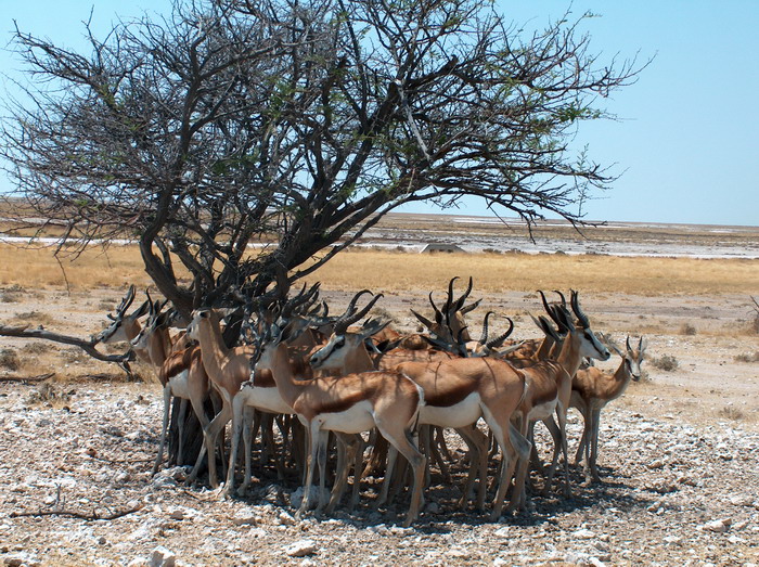 Etosha2_19
