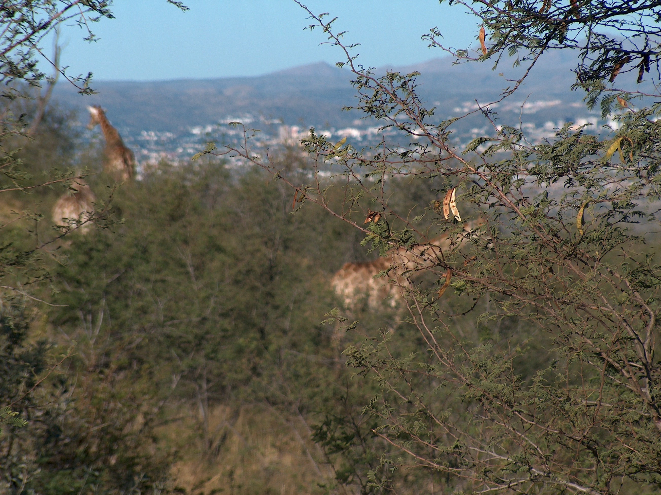 Windhoek