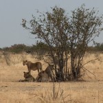 etosha