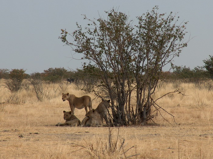 etosha