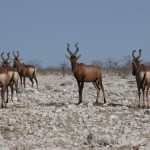 etosha_02