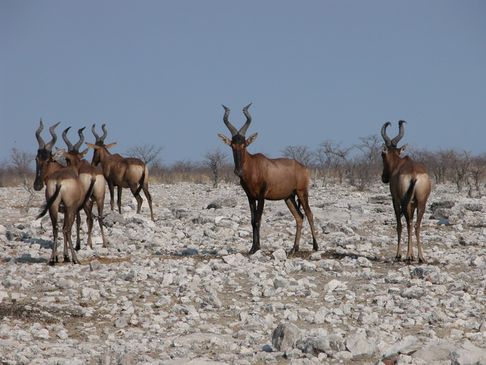 etosha_02