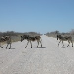 etosha_11