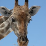 etosha_13