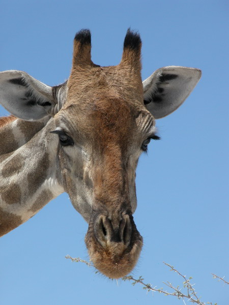 etosha_13