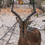 etosha_18