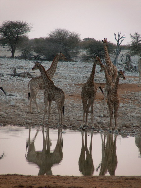 etosha_19