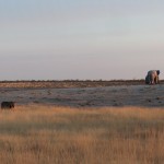 etosha_22