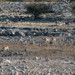 etosha_29